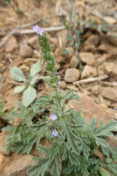 Image of supine vervain