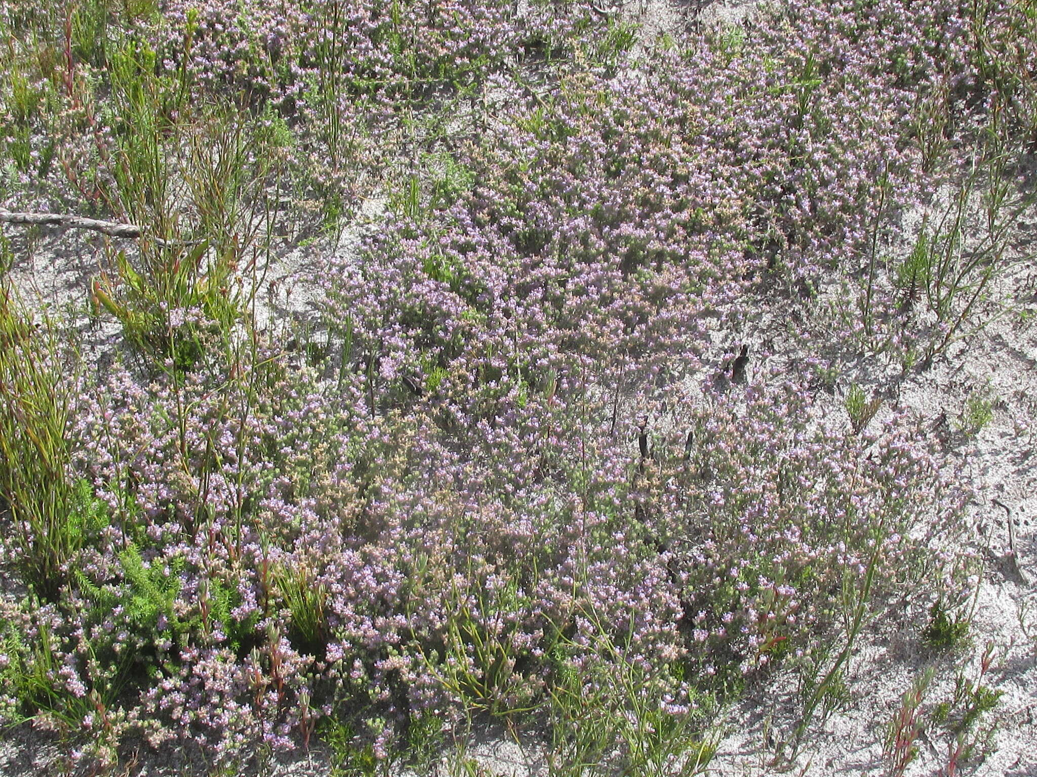 Image of Aspalathus argyrella MacOwan