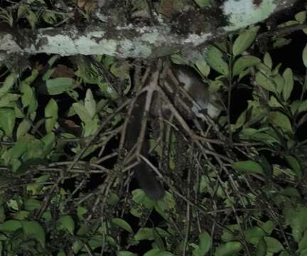 Image of Crossley's Dwarf Lemur