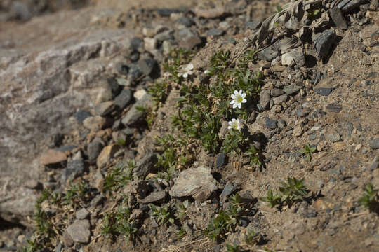 Image of Stellaria martjanovii Krylov