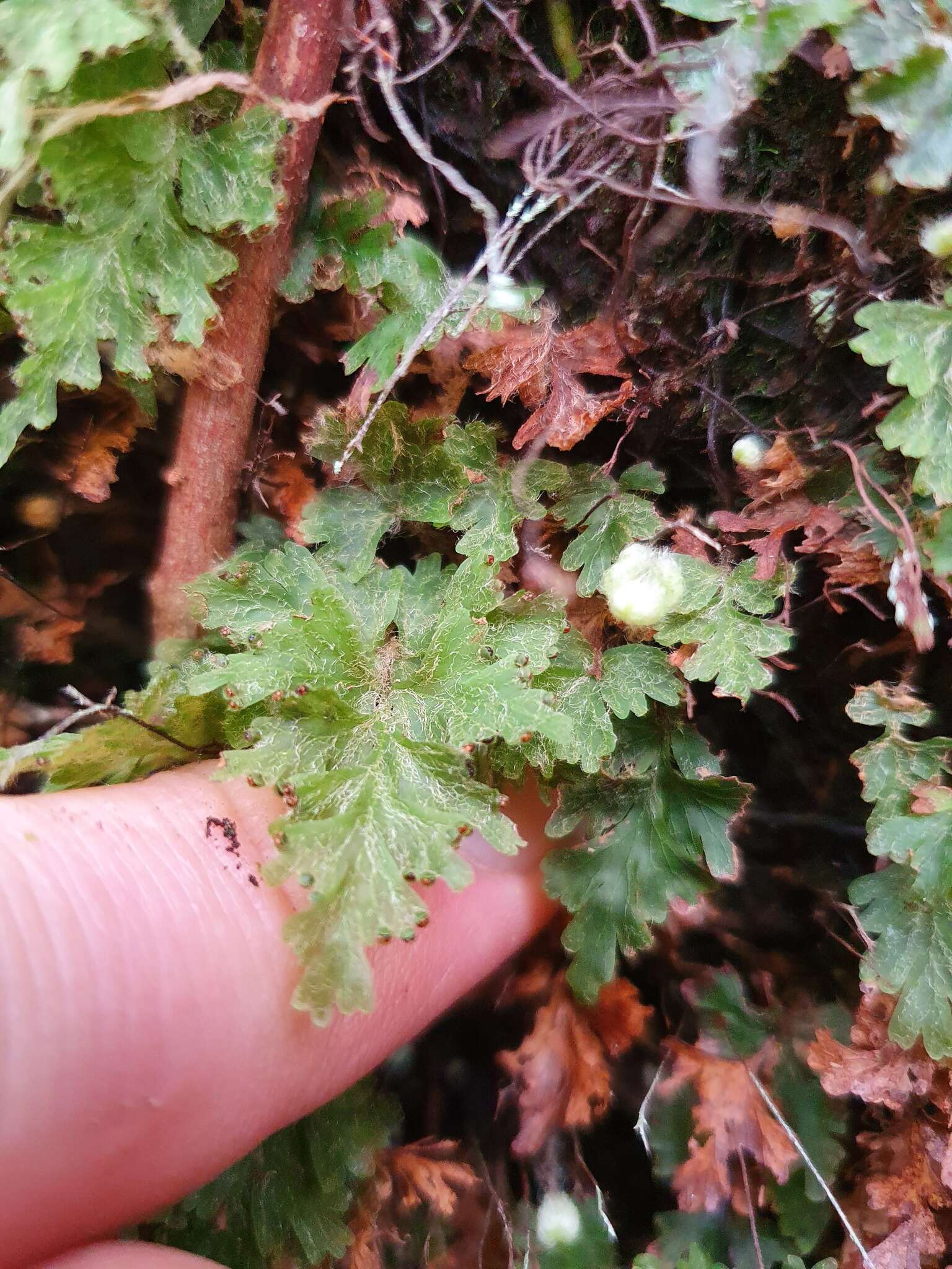 Plancia ëd Hymenophyllum rufescens Kirk