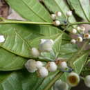 Image of Pauridiantha ziamaeana (Jacq.-Fél.) Hepper