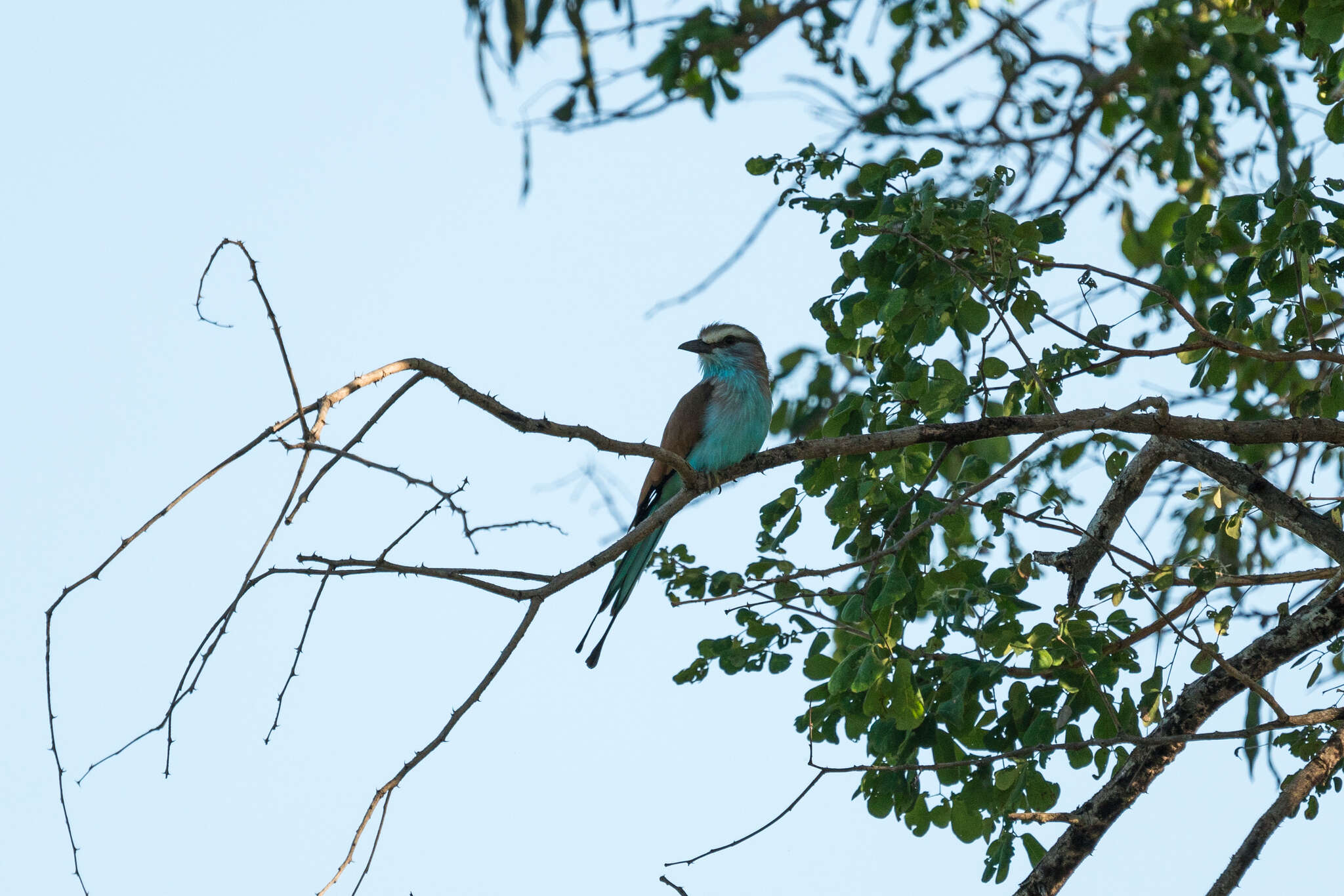 Image of Racket-tailed Roller