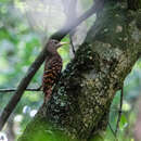 Image of Bay Woodpecker