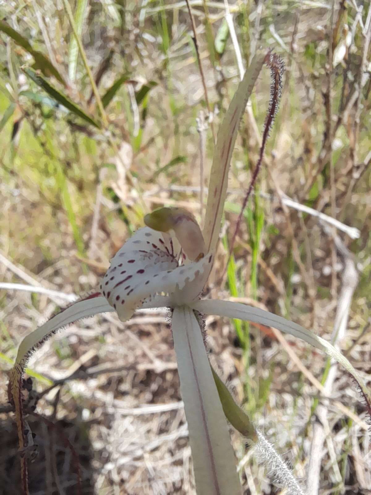 Image of Yellow spider orchid