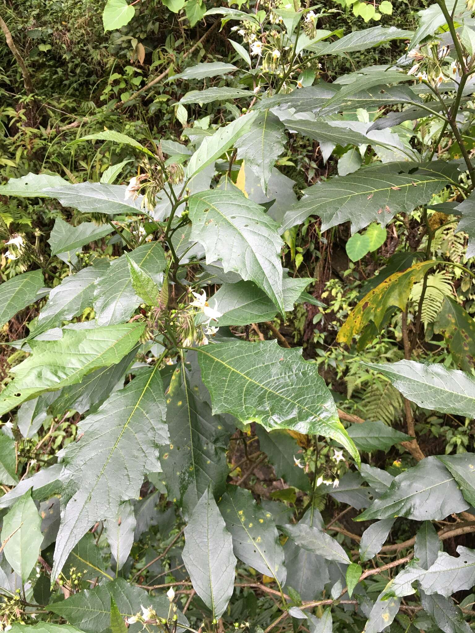 Image de <i>Solanum peikuoensis</i>