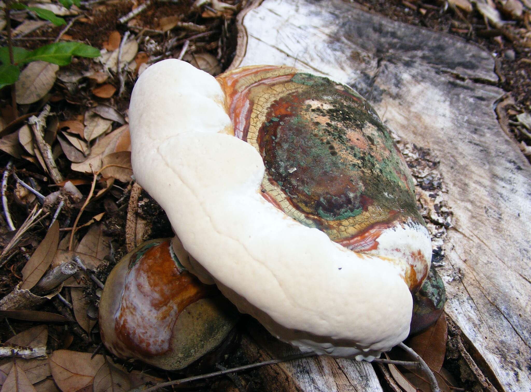 Image of Ganoderma martinicense Welti & Courtec. 2010