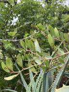 Image of Capparis fascicularis var. fascicularis