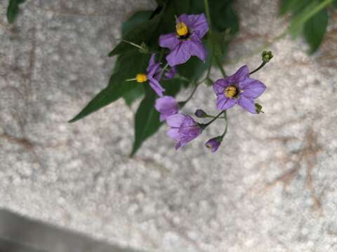 Image of Solanum septemlobum Bunge