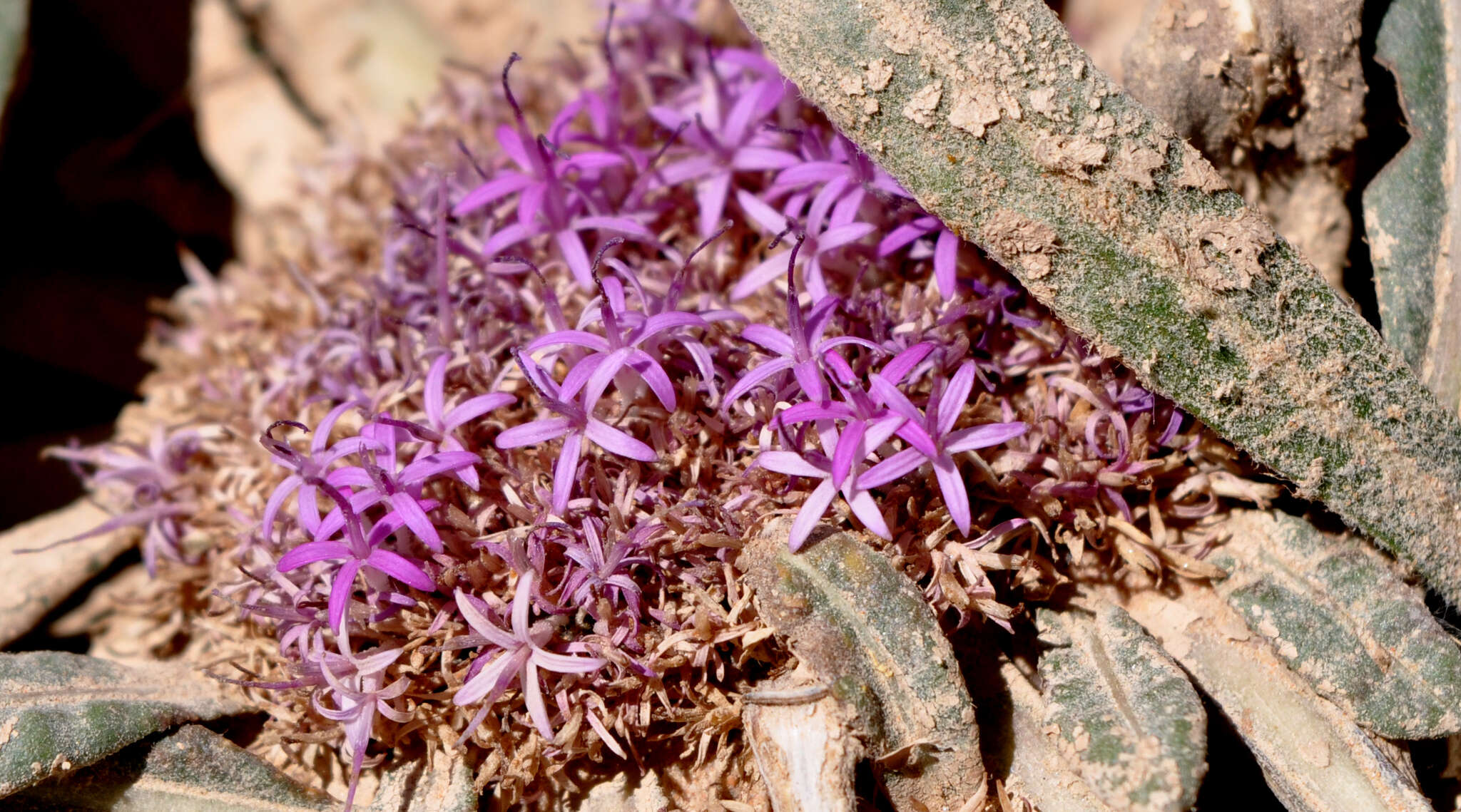 Image de Platycarphella carlinoides (Oliv. & Hiern) V. A. Funk & H. Rob.