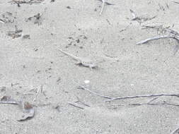 Image of Hispaniolan dune curlytail