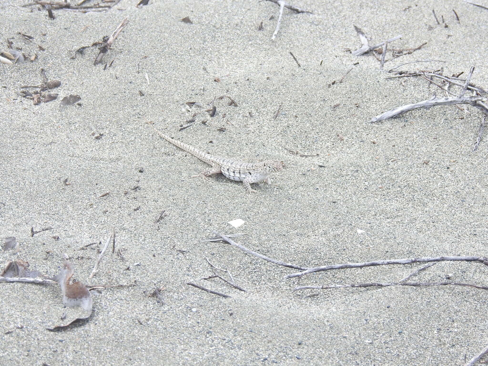 Image of Hispaniolan dune curlytail