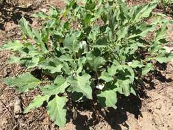 Image de Leucophysalis nana (A. Gray) Averett