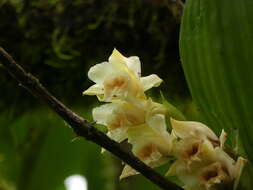 صورة Sobralia tamboana Dodson