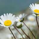 Plancia ëd Leucanthemum burnatii Briq. & Cavillier