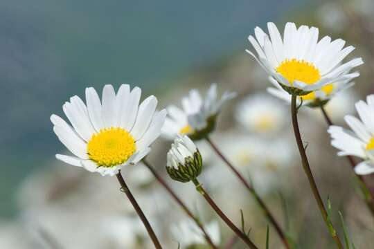 Leucanthemum burnatii Briq. & Cavillier resmi