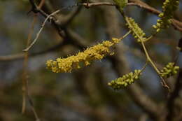 Image de Prosopis cineraria (L.) Druce