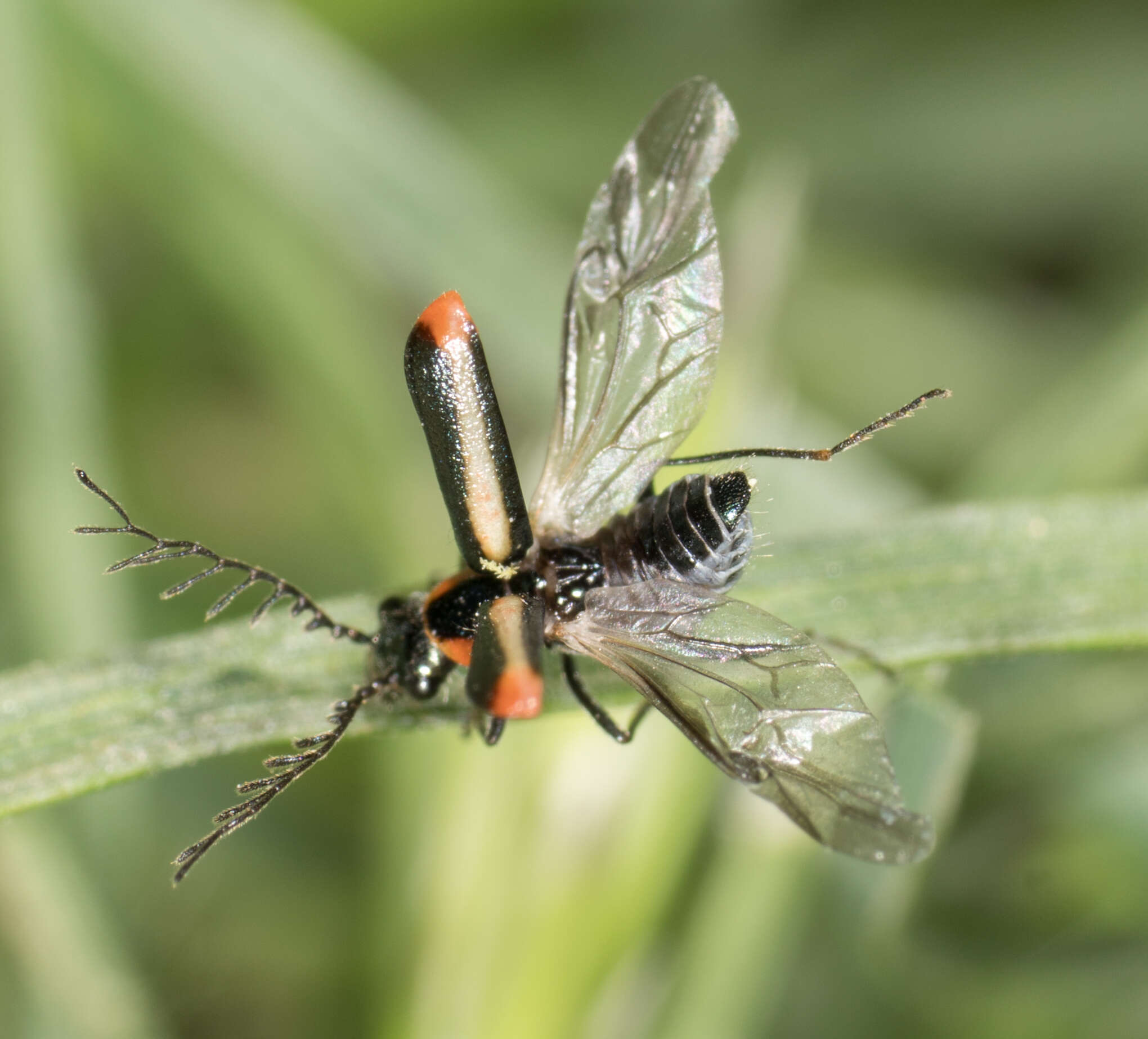 Image of <i>Malachius mixtus</i>