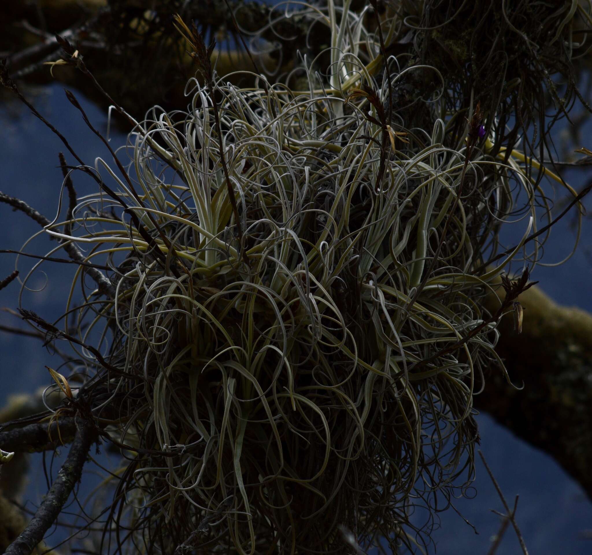 Image of Tillandsia streptocarpa Baker