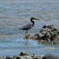 Egretta sacra albolineata (Gray & GR 1859)的圖片