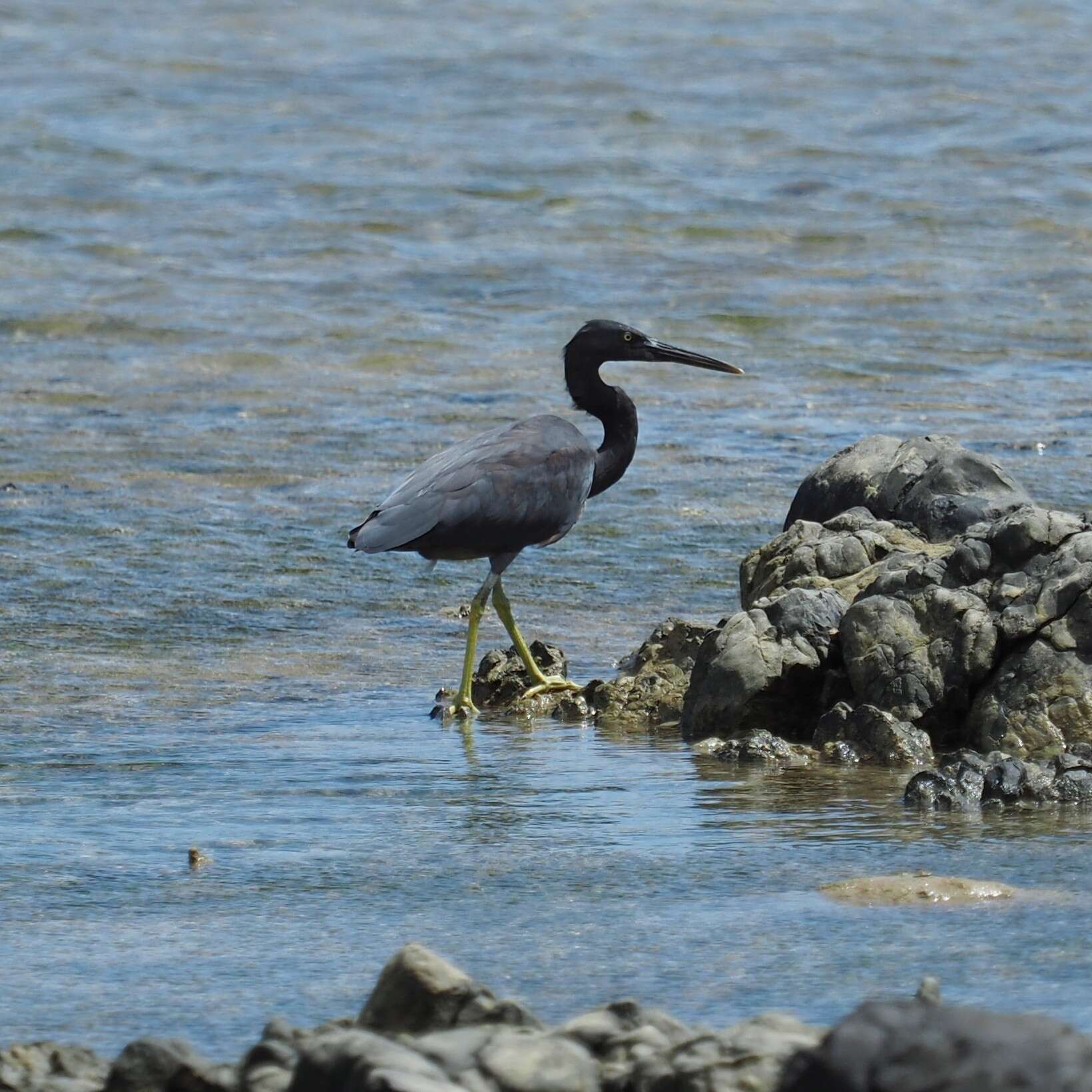 Egretta sacra albolineata (Gray & GR 1859)的圖片