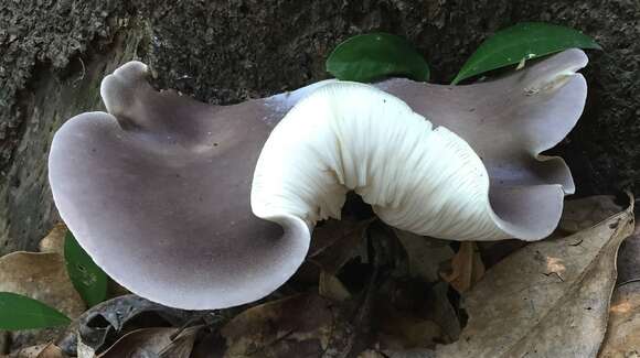 Image of Pleurotus australis Sacc. 1891