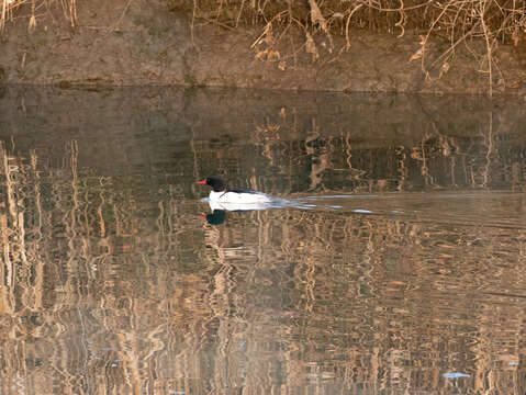 Mergus merganser americanus Cassin 1852的圖片