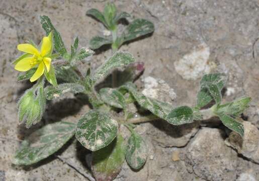 Helianthemum ledifolium (L.) Miller resmi