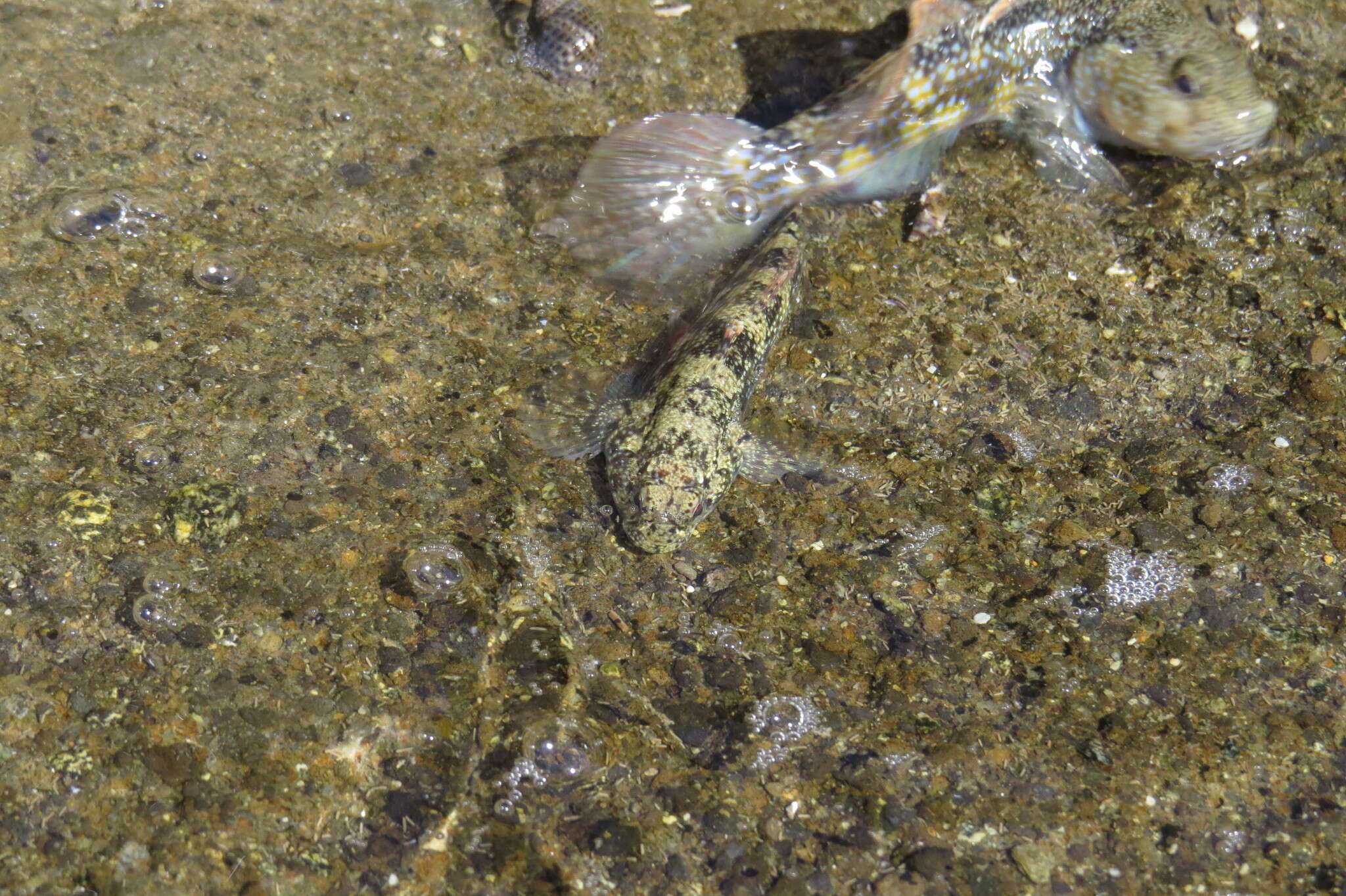 Image of Brown Frillfin
