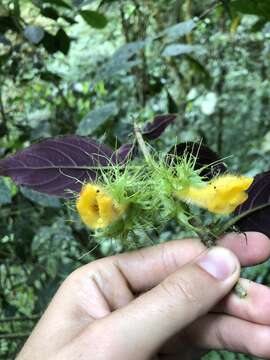 Image of Glossoloma purpureum (L. P. Kvist & L. E. Skog) J. L. Clark