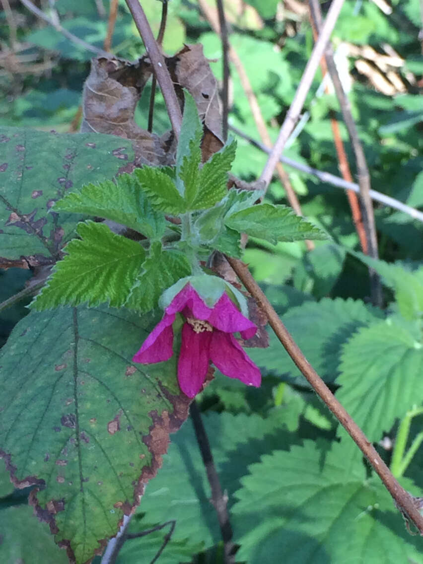 Image of salmonberry