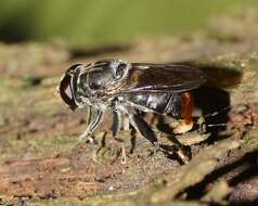 Malometasternum rufocaudata (Ferguson 1926) resmi