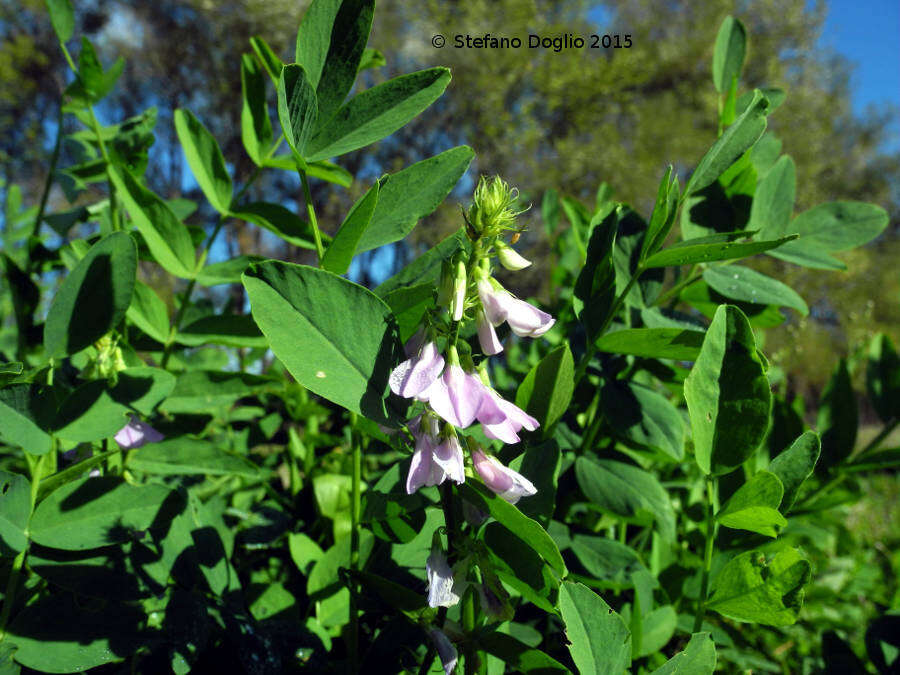 Image of Goat's rue