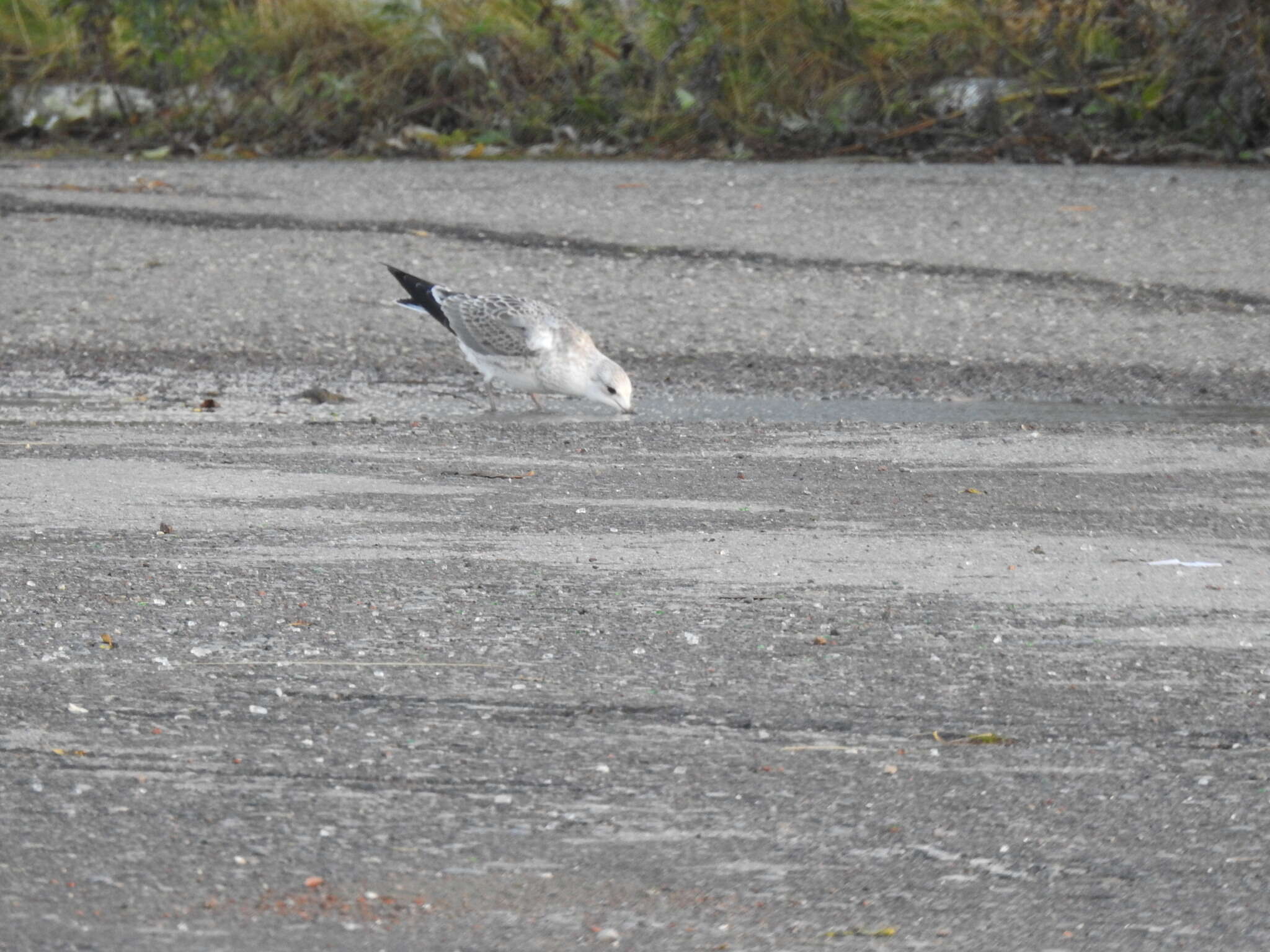 Image of Larus canus heinei Homeyer 1853