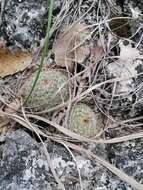 Image of Mammillaria albilanata Backeb.