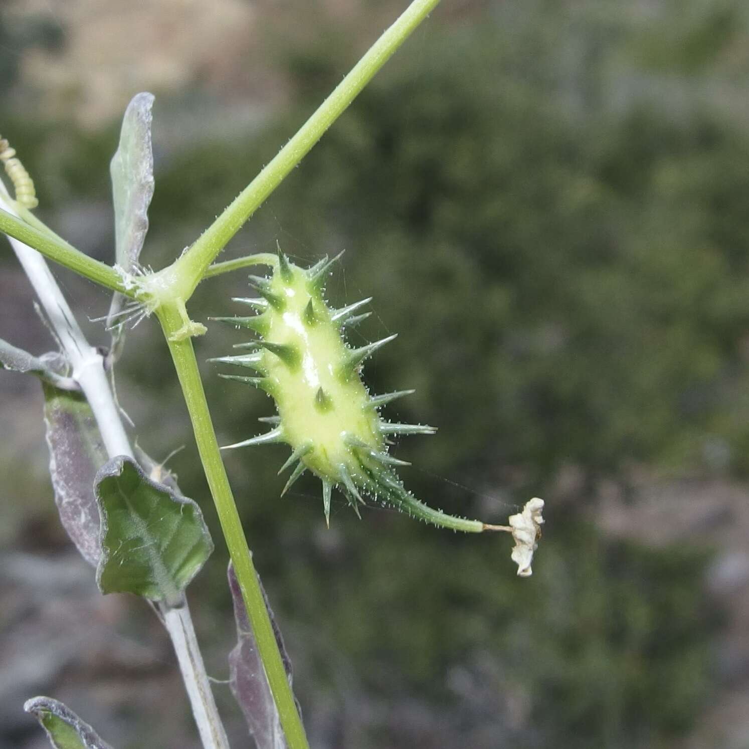 Image of Echinopepon minimus (S. Wats.) S. Wats.