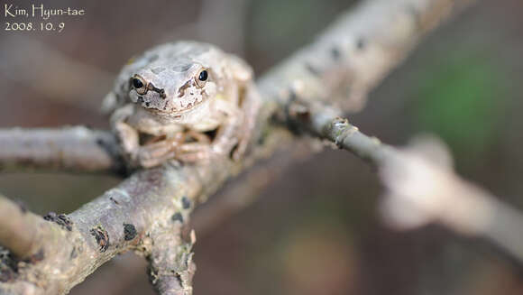 Image of Japanese Tree Frog