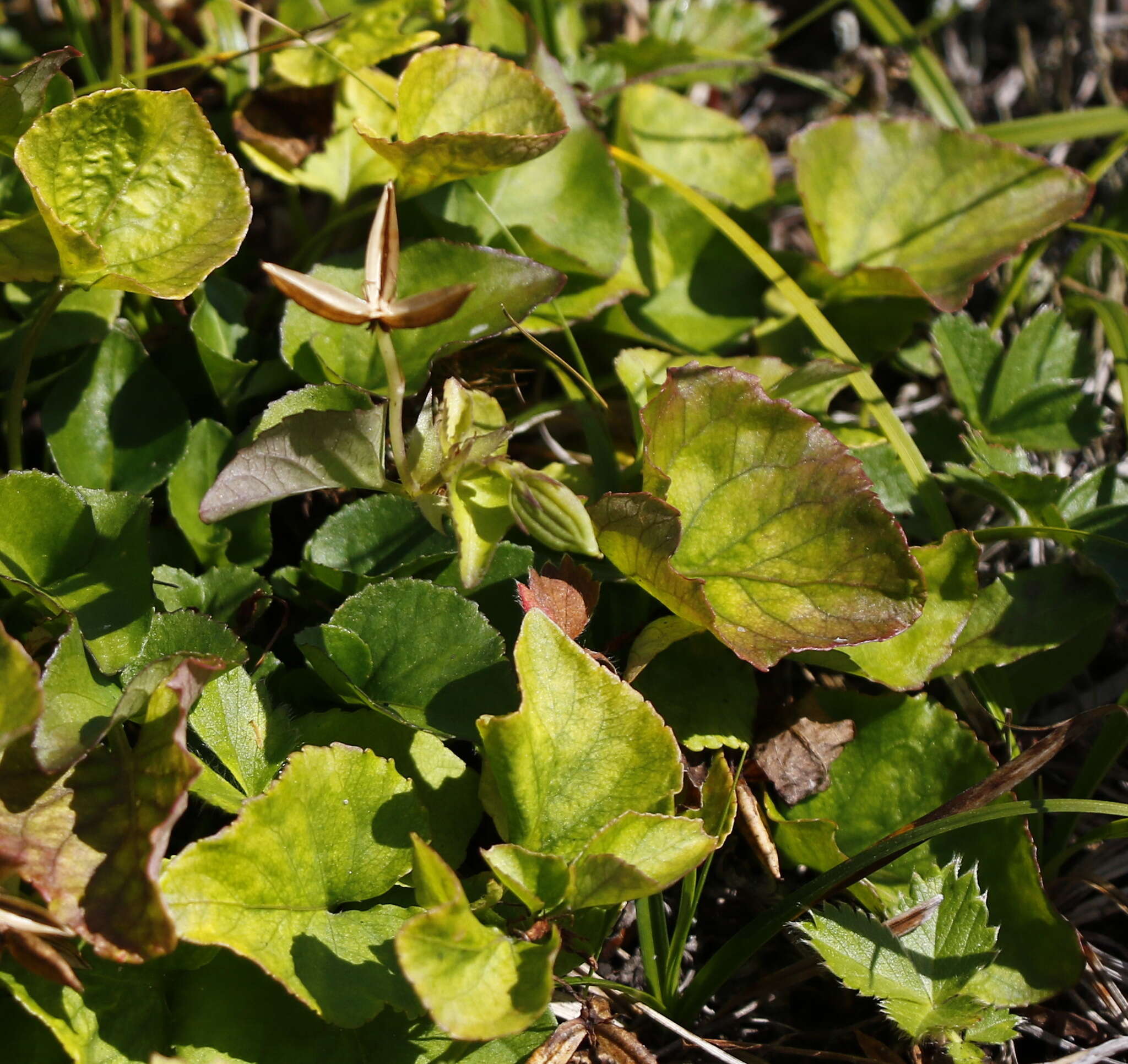 Image of Viola sacchalinensis H. Boiss.