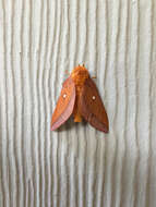 Image of Pink-striped Oakworm