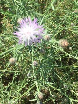 Image of spotted knapweed