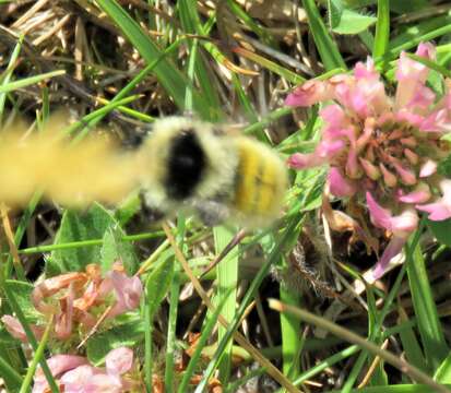 Image of Bombus mesomelas Gerstäcker 1869