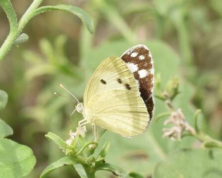 Image of Blue-spotted arab