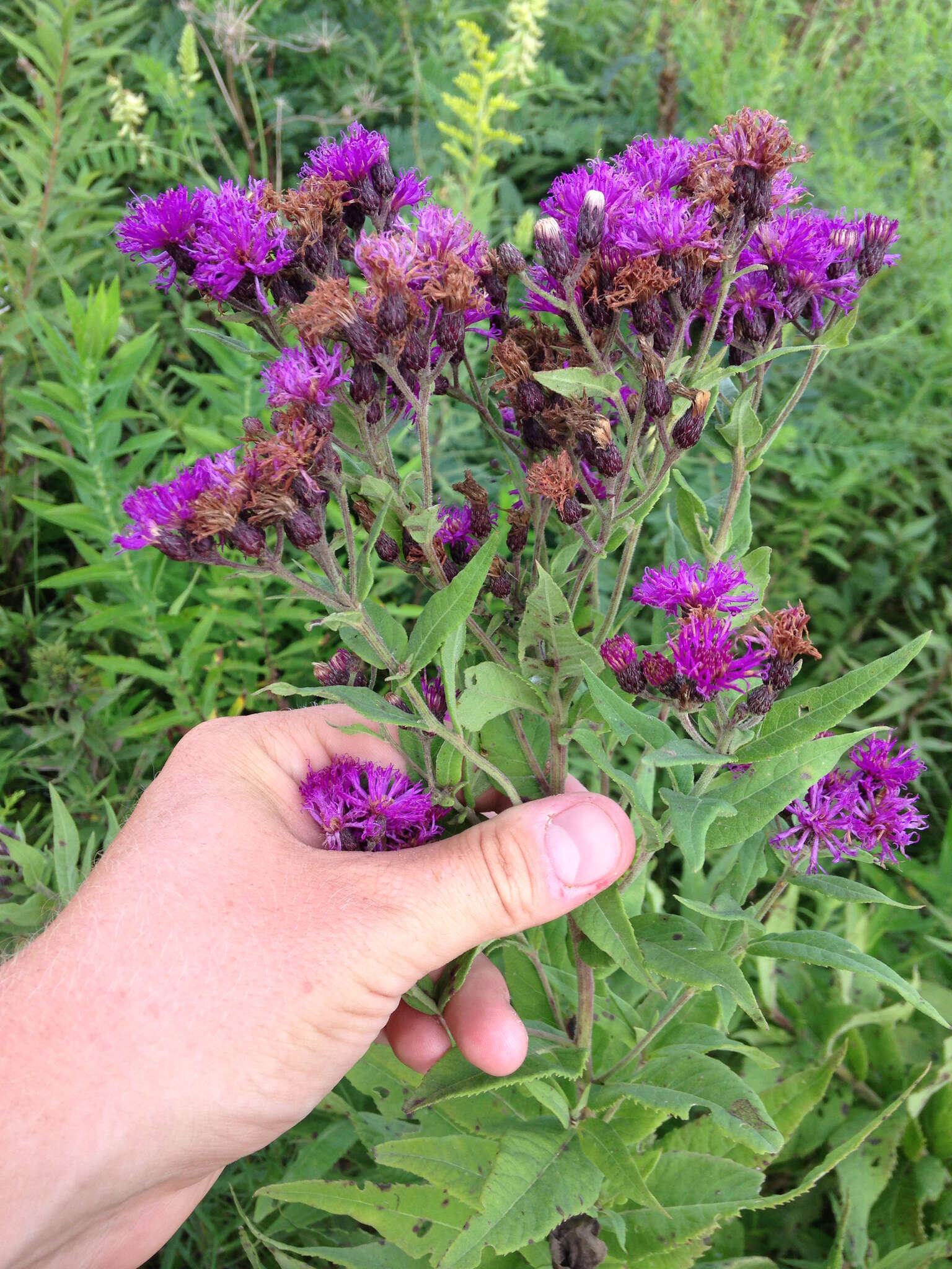 Image of Missouri ironweed