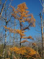 Image of American Larch