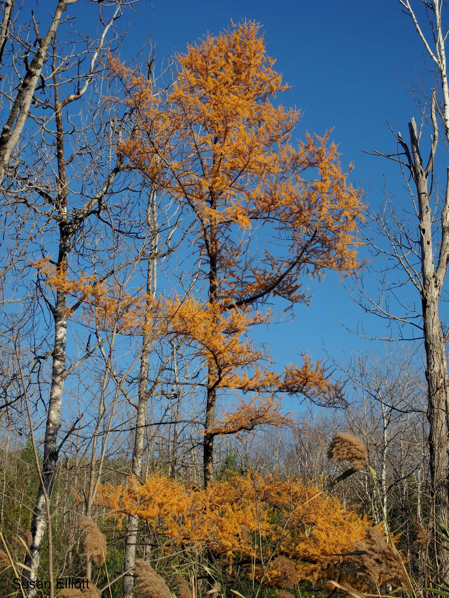 Image of American Larch