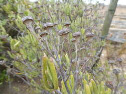 Image of Lampranthus stipulaceus (L.) N. E. Br.