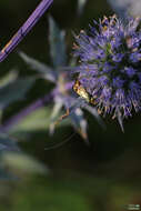 Imagem de Nemophora dumerilella (Duponchel 1839)