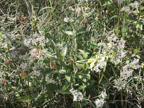 Image of lateflowering thoroughwort