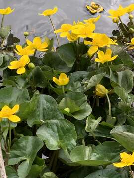 Image of yellow marsh marigold