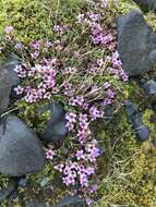 Image of purple mountain saxifrage